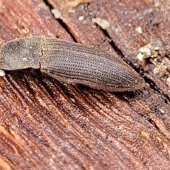 Agrypnus sp. (genus) at Kowen, ACT - 9 Sep 2022