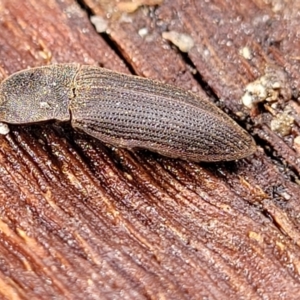 Agrypnus sp. (genus) at Kowen, ACT - 9 Sep 2022