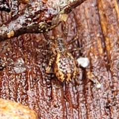 Stephanopis sp. (genus) at Kowen, ACT - 9 Sep 2022