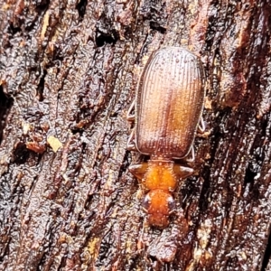 Demetrida sp. (genus) at Kowen, ACT - 9 Sep 2022 12:37 PM