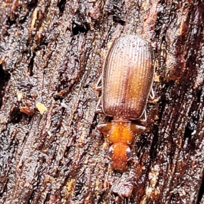 Demetrida sp. (genus) (Bark carab beetle) at Kowen, ACT - 9 Sep 2022 by trevorpreston