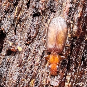 Demetrida sp. (genus) at Kowen, ACT - 9 Sep 2022 12:37 PM