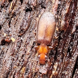 Demetrida sp. (genus) at Kowen, ACT - 9 Sep 2022 12:37 PM