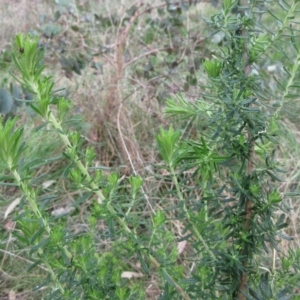 Cassinia aculeata subsp. aculeata at Molonglo Valley, ACT - 6 Sep 2022 12:50 PM