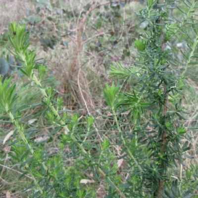 Cassinia aculeata subsp. aculeata (Dolly Bush, Common Cassinia, Dogwood) at The Pinnacle - 6 Sep 2022 by sangio7