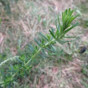 Cassinia aculeata subsp. aculeata at Molonglo Valley, ACT - 6 Sep 2022 12:50 PM