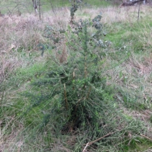 Cassinia aculeata subsp. aculeata at Molonglo Valley, ACT - 6 Sep 2022 12:50 PM