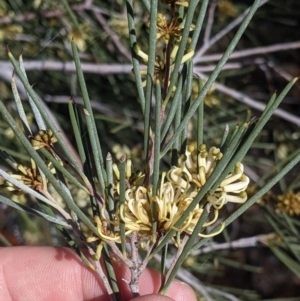 Hakea leucoptera at Silverton, NSW - 2 Sep 2022