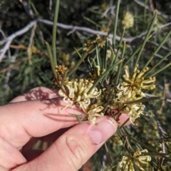 Hakea leucoptera at Silverton, NSW - 2 Sep 2022 11:24 AM