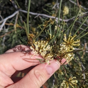 Hakea leucoptera at Silverton, NSW - 2 Sep 2022