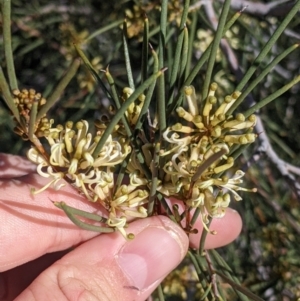 Hakea leucoptera at Silverton, NSW - 2 Sep 2022