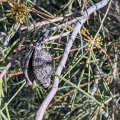 Hakea leucoptera at Silverton, NSW - 2 Sep 2022