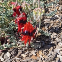 Swainsona formosa (Sturt's Desert Pea) at Living Desert State Park - 2 Sep 2022 by Darcy