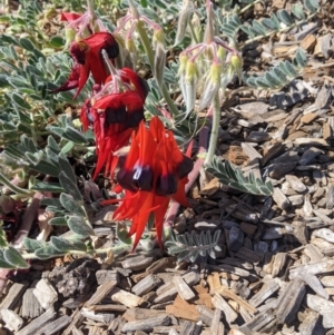 Swainsona formosa (Sturt's Desert Pea) at Silverton, NSW by Darcy