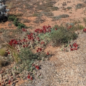 Swainsona formosa at Silverton, NSW - 2 Sep 2022