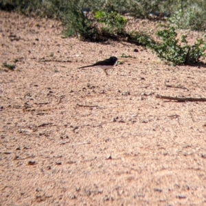 Rhipidura leucophrys (Willie Wagtail) at Broken Hill, NSW by Darcy