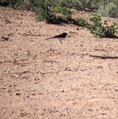 Rhipidura leucophrys (Willie Wagtail) at Broken Hill, NSW - 2 Sep 2022 by Darcy