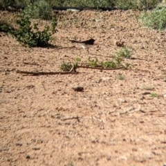 Rhipidura leucophrys at Broken Hill, NSW - 3 Sep 2022 09:49 AM