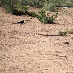 Rhipidura leucophrys at Broken Hill, NSW - 3 Sep 2022 09:49 AM