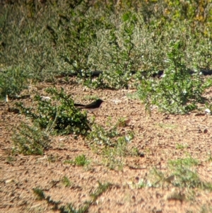 Rhipidura leucophrys at Broken Hill, NSW - 3 Sep 2022