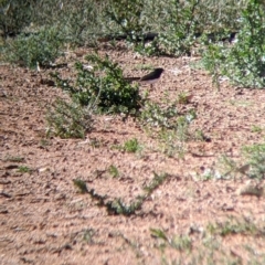 Rhipidura leucophrys at Broken Hill, NSW - 3 Sep 2022