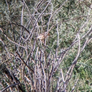 Taeniopygia guttata at Sunset Strip, NSW - 2 Sep 2022