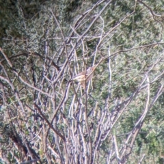 Taeniopygia guttata at Sunset Strip, NSW - 2 Sep 2022