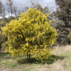 Acacia rubida (Red-stemmed Wattle, Red-leaved Wattle) at Molonglo Valley, ACT - 6 Sep 2022 by sangio7
