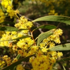 Acacia rubida at Molonglo Valley, ACT - 6 Sep 2022