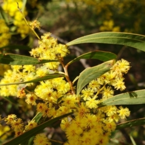 Acacia rubida at Molonglo Valley, ACT - 6 Sep 2022