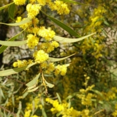 Acacia rubida at Molonglo Valley, ACT - 6 Sep 2022