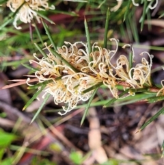 Hakea decurrens subsp. decurrens (Bushy Needlewood) at Kowen, ACT - 9 Sep 2022 by trevorpreston