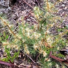 Hakea decurrens subsp. decurrens at Kowen, ACT - 9 Sep 2022