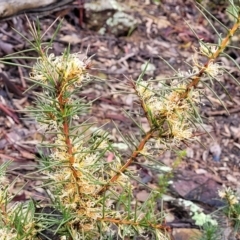 Hakea decurrens subsp. decurrens at Kowen, ACT - 9 Sep 2022