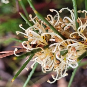 Hakea decurrens subsp. decurrens at Kowen, ACT - 9 Sep 2022