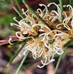 Hakea decurrens subsp. decurrens at Kowen, ACT - 9 Sep 2022