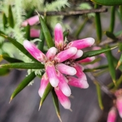 Lissanthe strigosa subsp. subulata (Peach Heath) at Kowen, ACT - 9 Sep 2022 by trevorpreston