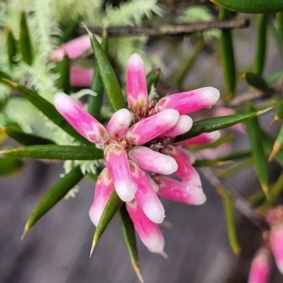 Lissanthe strigosa subsp. subulata (Peach Heath) at Kowen Escarpment - 9 Sep 2022 by trevorpreston