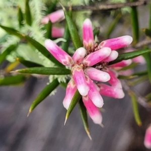 Lissanthe strigosa subsp. subulata at Kowen, ACT - 9 Sep 2022