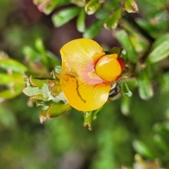 Pultenaea microphylla (Egg and Bacon Pea) at Kowen, ACT - 9 Sep 2022 by trevorpreston