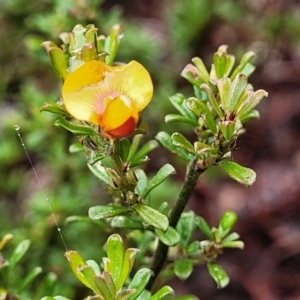 Pultenaea microphylla at Kowen, ACT - 9 Sep 2022 12:28 PM