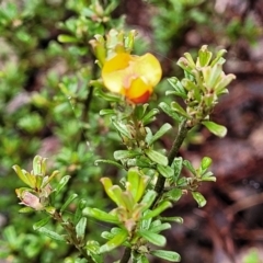 Pultenaea microphylla at Kowen, ACT - 9 Sep 2022