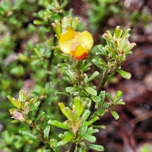 Pultenaea microphylla at Kowen, ACT - 9 Sep 2022 12:28 PM