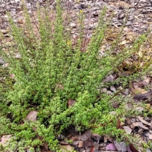 Pultenaea microphylla at Kowen, ACT - 9 Sep 2022 12:28 PM