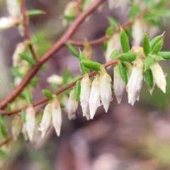 Styphelia fletcheri subsp. brevisepala (Twin Flower Beard-Heath) at Kowen Escarpment - 9 Sep 2022 by trevorpreston