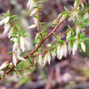 Styphelia fletcheri subsp. brevisepala at Kowen, ACT - 9 Sep 2022