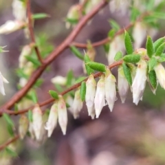 Styphelia fletcheri subsp. brevisepala at Kowen, ACT - 9 Sep 2022