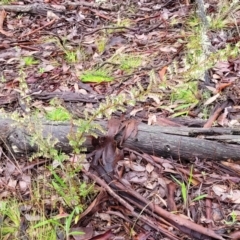 Styphelia fletcheri subsp. brevisepala at Kowen, ACT - 9 Sep 2022