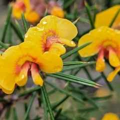 Dillwynia sieberi (Sieber's Parrot Pea) at Kowen Escarpment - 9 Sep 2022 by trevorpreston