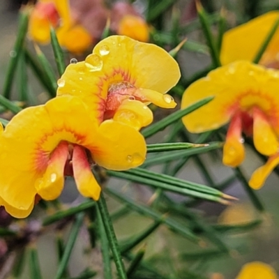 Dillwynia sieberi (Sieber's Parrot Pea) at Kowen, ACT - 9 Sep 2022 by trevorpreston